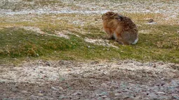 Detectan invasión de liebre europea en el Desierto de Atacama: Puede amenazar la poca vegetación y a la chinchilla en extinción