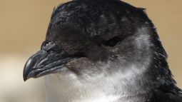 VIDEO| Aves en peligro de extinción mueren enceguecidas por la luz en Chile y Perú