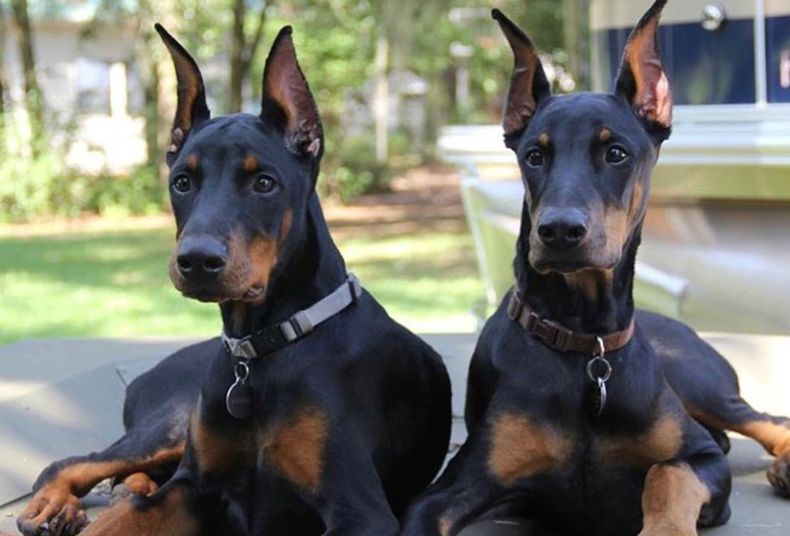 cachorros doberman sonados D_NQ_NP_763740 MLA26222001443_102017 F.jpg