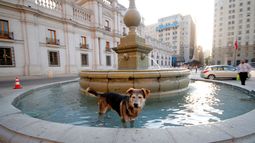 El calor comienza a acercarse: Así puedes cuidar a tus mascotas para que no sufran