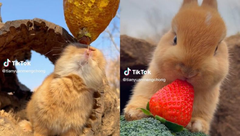 14 185502_ue4i_TikTok conejo Tk 880x500 1.jpg