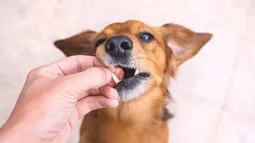 Semana Santa 2025: Las graves consecuencias de darle chocolate a tu mascota y qué hacer si se intoxica