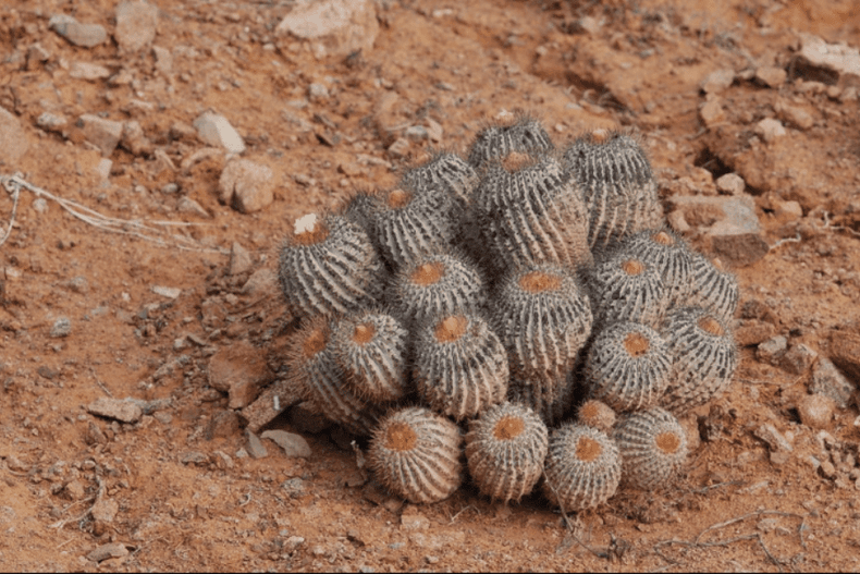 cactus (1).png