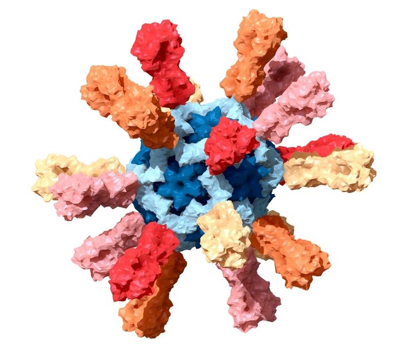 coronavirus.jpg.jpg