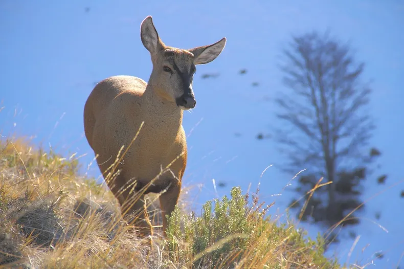 20390 macho sin astas cerro castillo3 2048p.webp