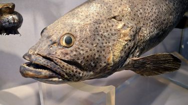 El Desconcierto | Bacalao en un museo referencial.jpg