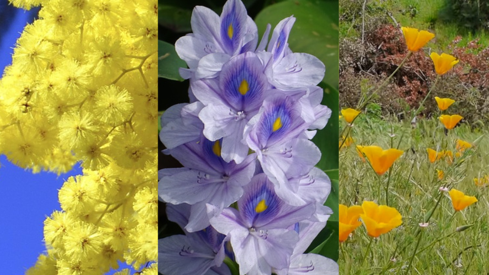 ¿Reconoces estas flores? Son especies invasoras que destruyen la flora nativa