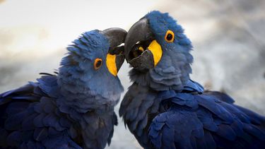 Los animales reinan en el silencio en el mayor zoo de Brasil, en medio de las precauciones para que no contraigan COVID-19