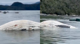 El papel de Sernapesca y las muertes de ballenas en la pesquería de kril Antártico El papel de Sernapesca y las muertes de ballenas en la pesquería de kril Antártico