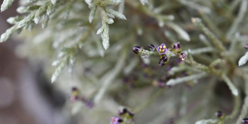 Sanctambrosia manicata. Foto: Sergio Elórtegui.&nbsp;