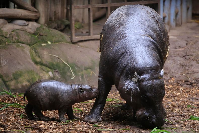 Hipopótamos causan daños a la ecología y biodiversidad de Colombia - Agencia Uno