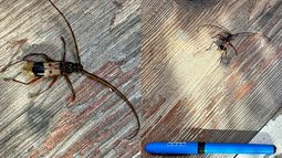 Taladrador de eucalipto: Qué es este insecto visto en Providencia y qué hacer si lo veo