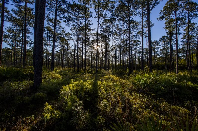 Florida.jpg