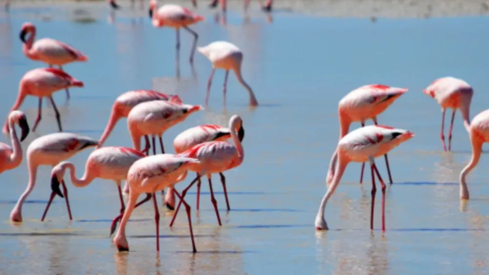 Tribunal falla a favor de minera de litio por proyecto en Salar de Maricunga, hogar de miles de flamencos