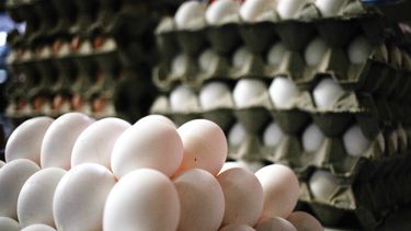 VIDEO| Posible desabastecimiento de huevos y mucha preocupación ante avance de gripe aviar