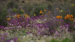 Forestación, energías limpias y conocimiento: Cómo la ciencia se pone al servicio de la causa climática en el Congreso Futuro