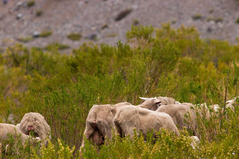 Ganadería tashumante en los Andes centrales.&nbsp;