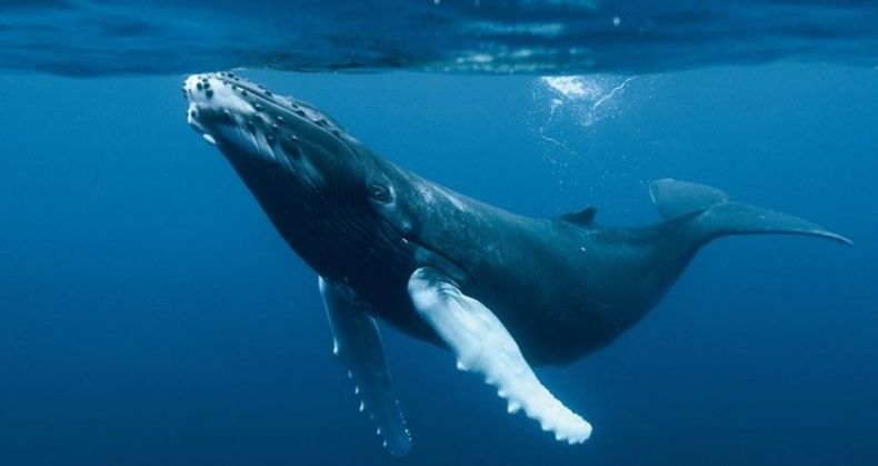 ballena_azul.jpg