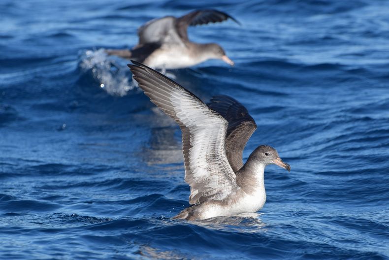 Fardela Blanca_8 scaled 1.jpg