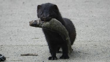 Visones llegan a áreas protegidas cada vez más aisladas de Chiloé y se comen todo a su paso