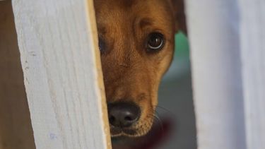 600 animales afectados por sistema frontal: Entregan indicaciones de cómo evacuarlos