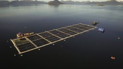 Comisión de Pesca: postergan proyecto que prohíbe salmoneras en áreas protegidas