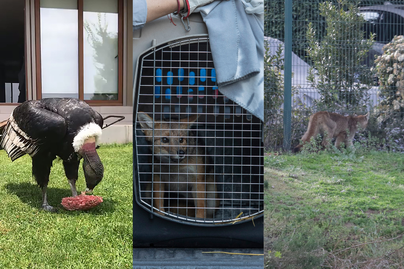 Fauna silvestre en la ciudad.png