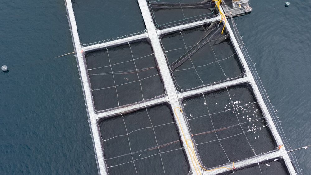 Agrupaciones patagonas en picada contra el Estado por no fiscalizar a salmoneras: Piden renuncias