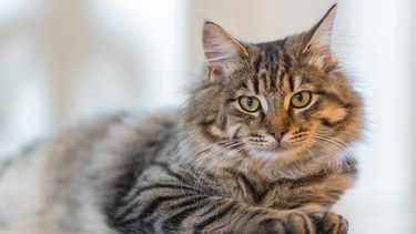 Imagen referencial de un gato.&nbsp;