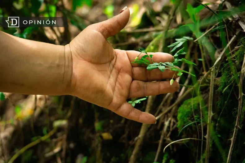 20866 una mano tocando plantas de un bosque.webp