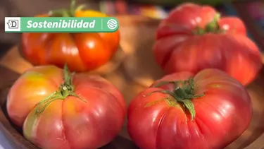 La Fiesta del Tomate 2025 será en el norte: Pueblo de Camar cercano a San Pedro de Atacama realizó lanzamiento oficial