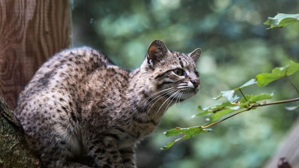 VIDEO| Captan a un Gato de Geoffroy en Torres del Paine