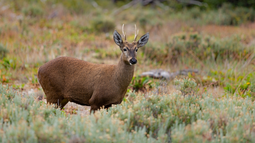 Huemul.&nbsp;