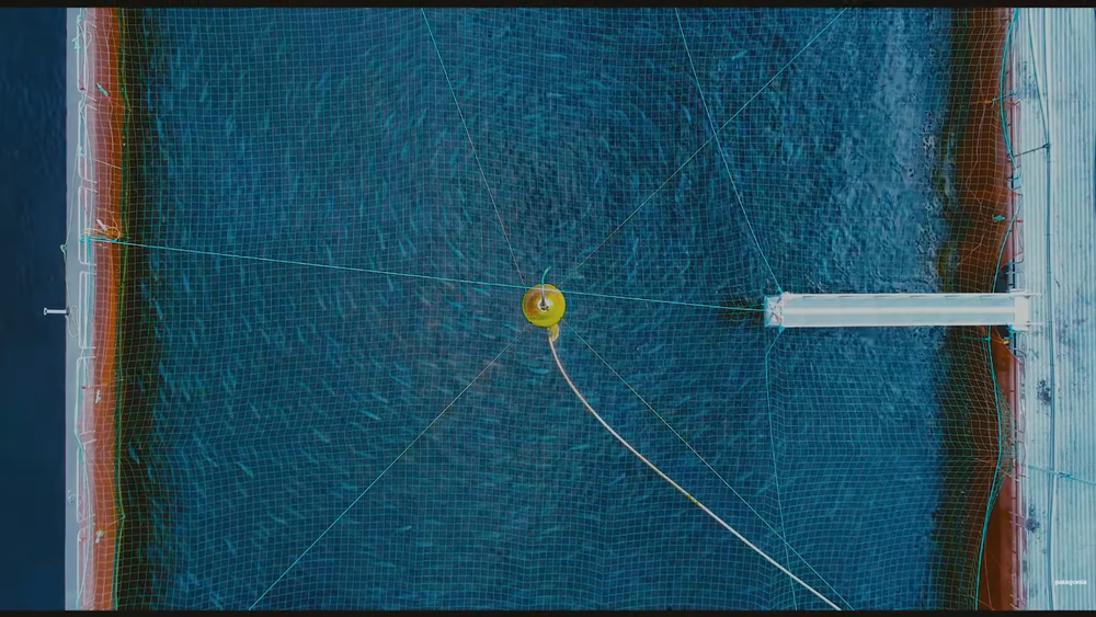 Desregulación salmonera en la Ley Miscelánea Desregulación salmonera en la Ley Miscelánea