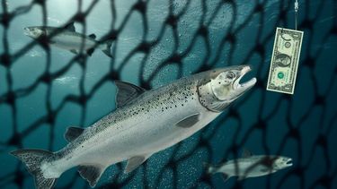 Las utilidades de las 7 familias dueñas del mar tras larga lucha por anular Ley de Pesca