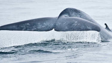 El Desconcierto | aleta cauda de ballena azul.png