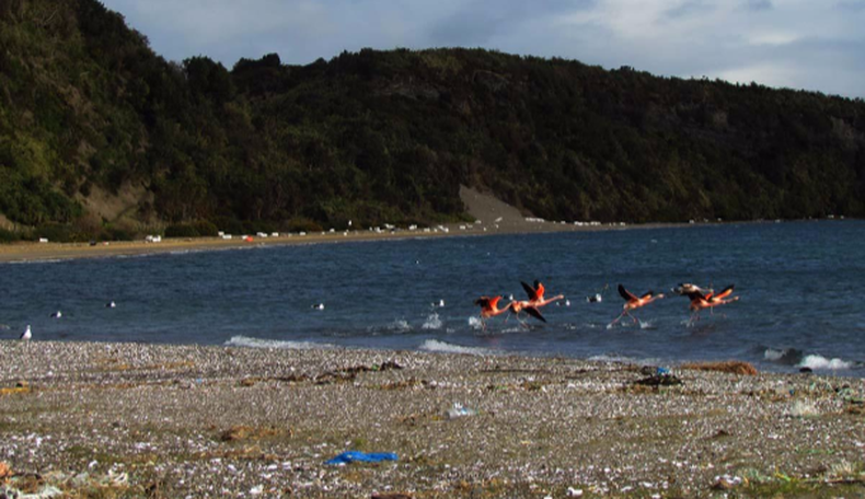 chiloe1.png