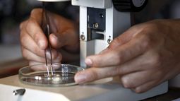 Importante descubrimiento de la ciencia: anticuerpos bloquean infección de COVID-19 en células