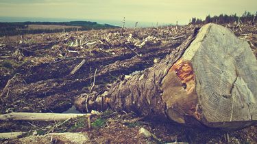 Eliminar bosques nativos para establecer cultivos agrícolas: hacia el fin de esta miopía