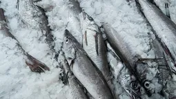 Mujeres de la pesca artesanal aseguran que la merluza común quedó desprotegida de la ley de fraccionamiento