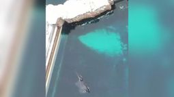 VIDEO | Murió Kiska, la orca más solitaria del mundo: Pasó 12 años aislada en cautiverio