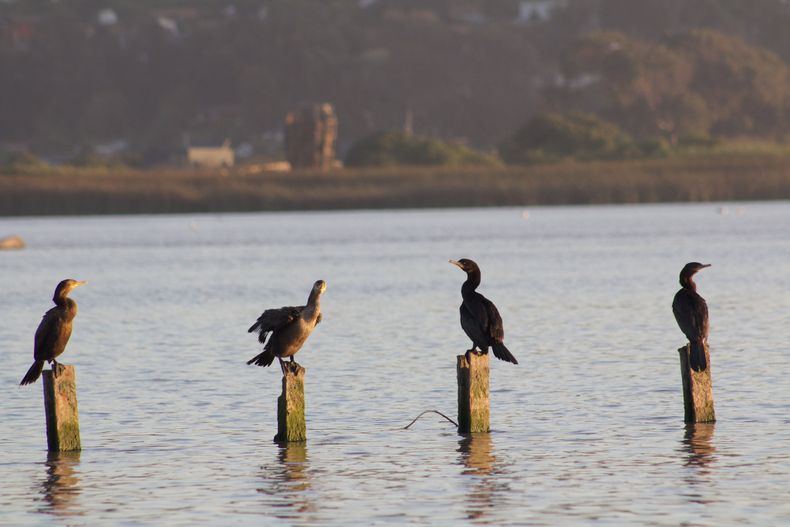 Yecos&nbsp;o científicamente&nbsp;Phalacrocorax brasilianus