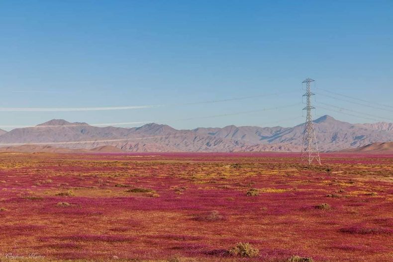 desierto florido 1 1.jpg