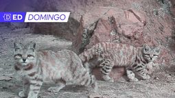 Se comienza a reconocer el hábitat del gato andino en la evaluación ambiental de proyectos