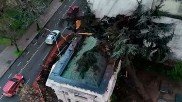 Palacio Cousiño resulta con daños en su fachada: Ciprés de 150 años cae por lluvia y viento
