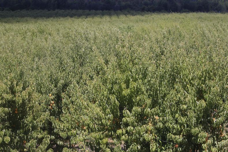 Agricultura en Chile scaled.jpg