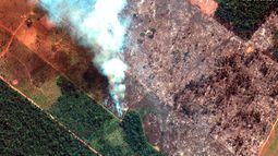 Doctora en Zoología sobre crisis en el Amazonas: “La deforestación ilegal tiene directa relación con los incendios