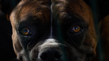 Ley Cholito la deja fuera: Buscan tipificar el delito de zoofilia tras nuevos casos de abuso animal