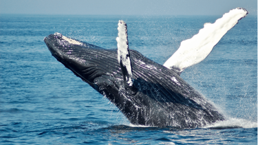 Ballena jorobada.