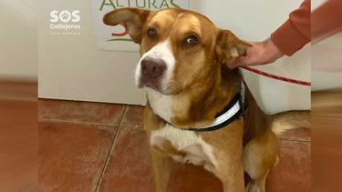 Apareció Dante: Perro atacado con honda en Villa Alemana está bien y le buscan hogar